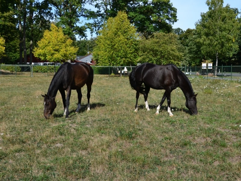 Zwei Pferdewiesen stehen für Reiturlauber zur Verfügung.
